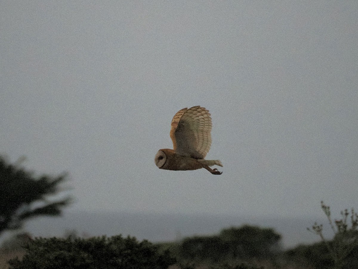 American Barn Owl - ML641829214