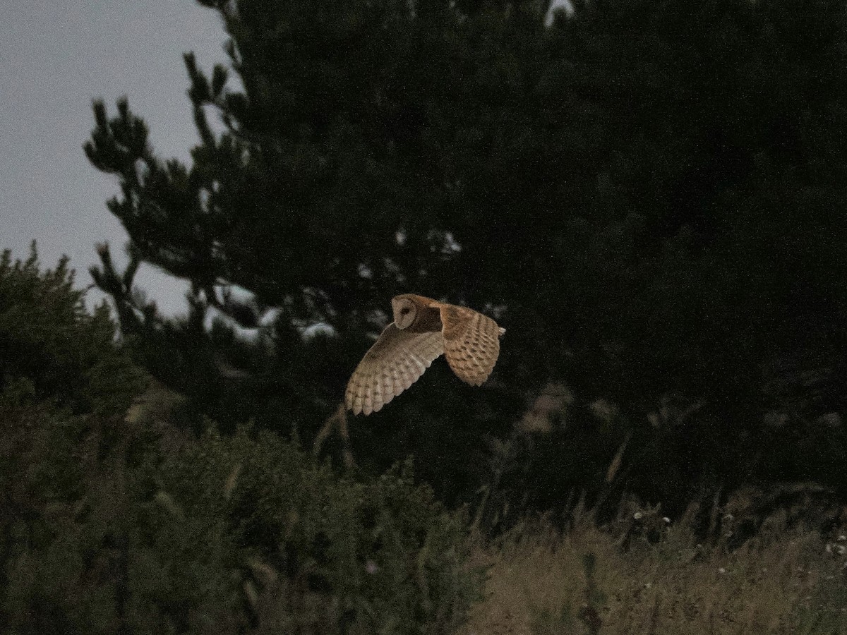 American Barn Owl - ML641829215