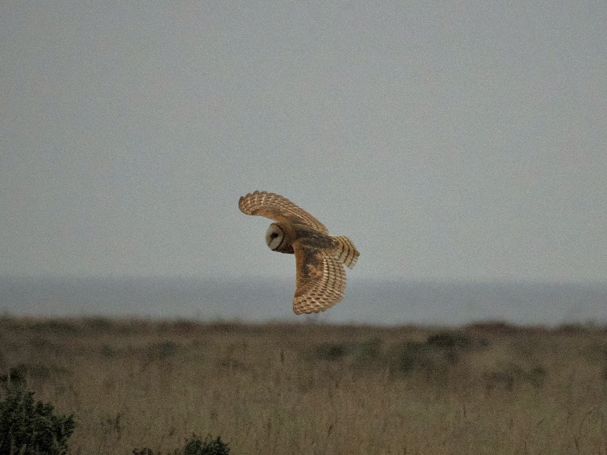 American Barn Owl - ML641829216