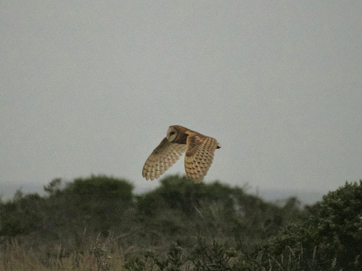 American Barn Owl - ML641829217