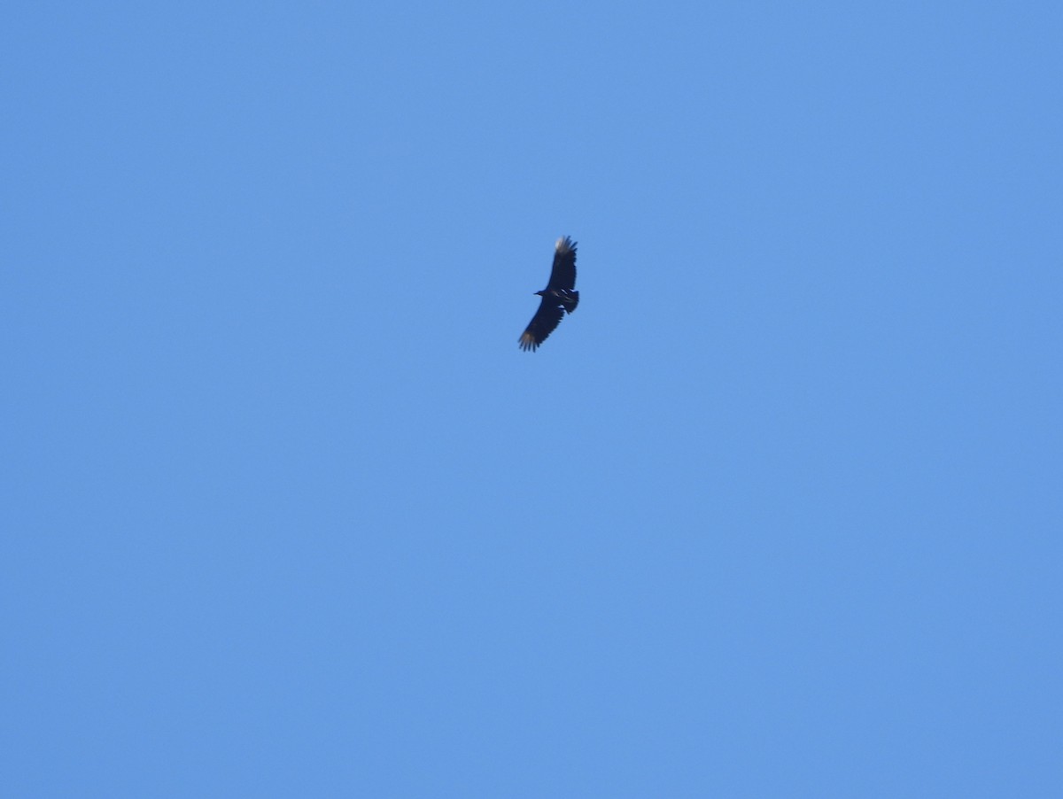 Black Vulture - ML641829220