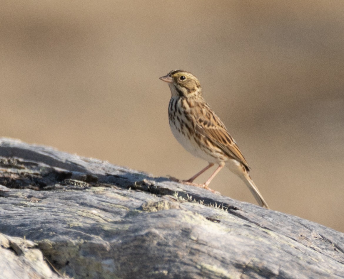 Savannah Sparrow - ML641829226