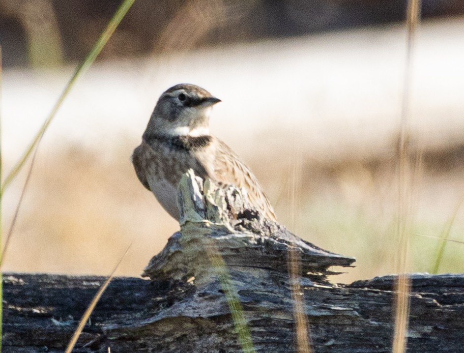 Horned Lark - ML641829232