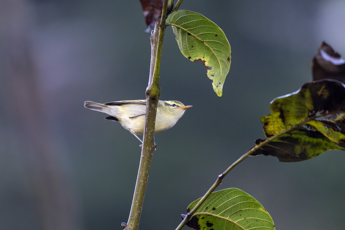 Hume's Warbler - ML641829286