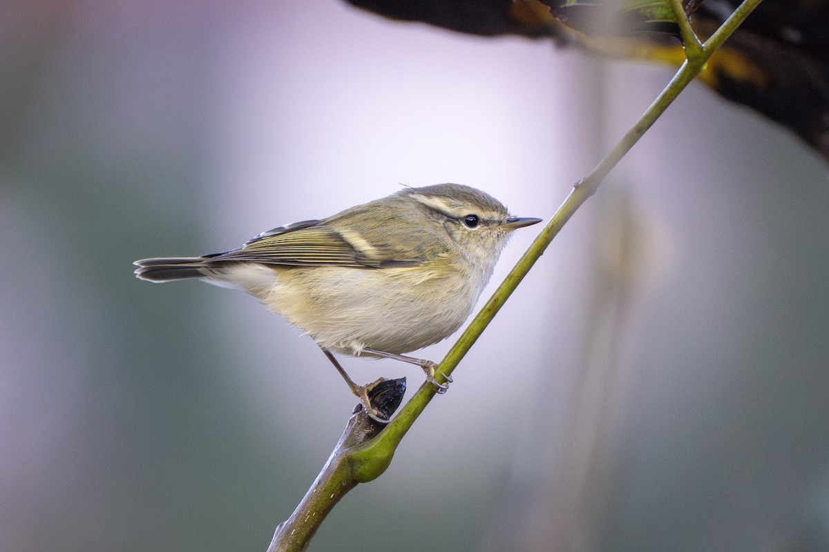 Hume's Warbler - ML641829287