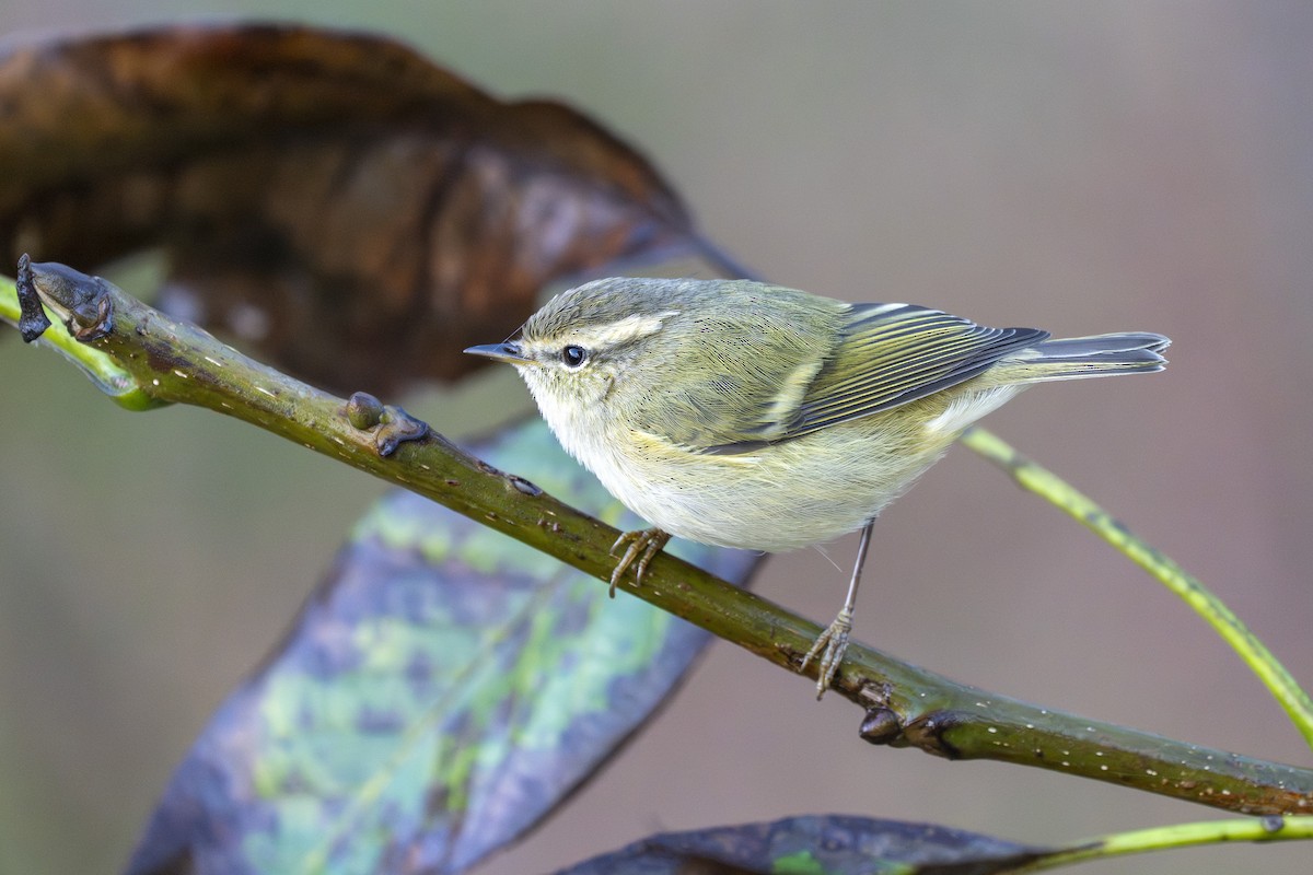 Hume's Warbler - ML641829288