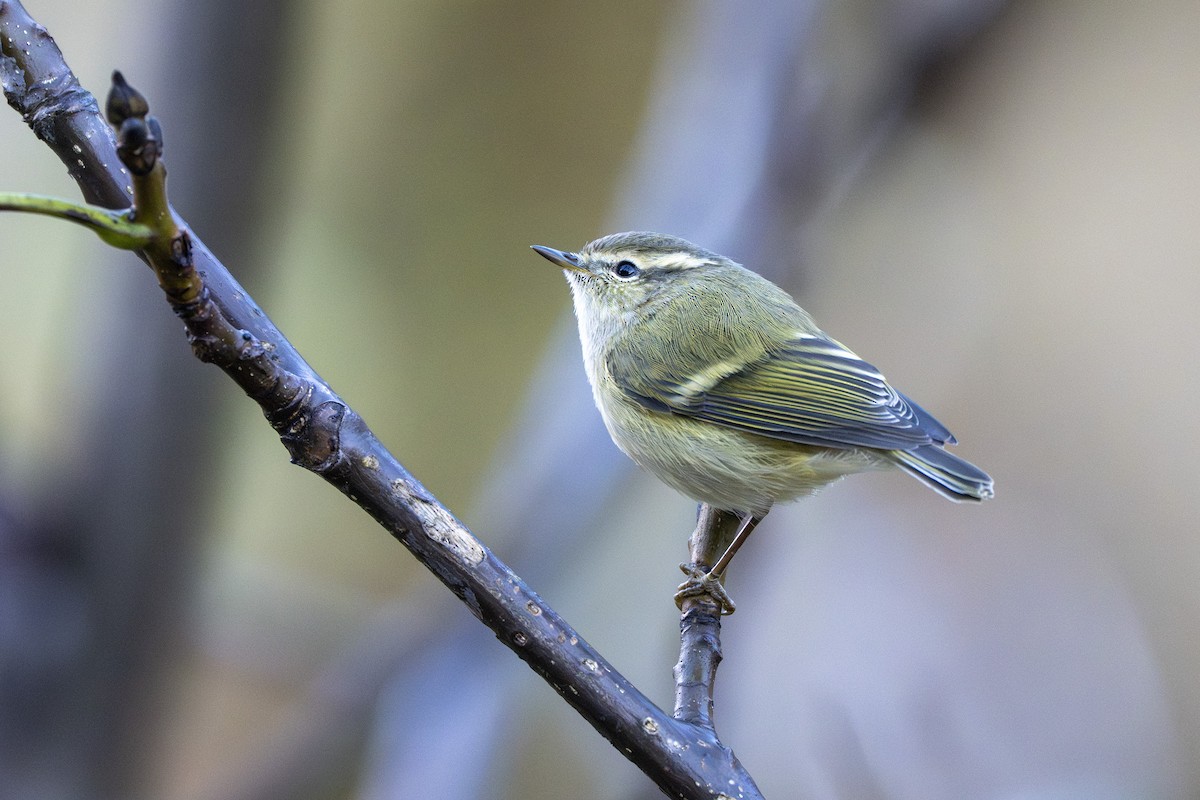 Hume's Warbler - ML641829289