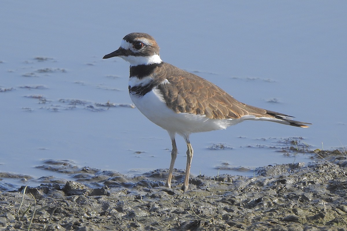 Killdeer - ML641829290