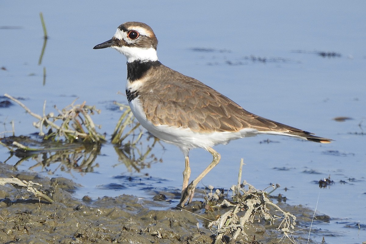 Killdeer - ML641829292