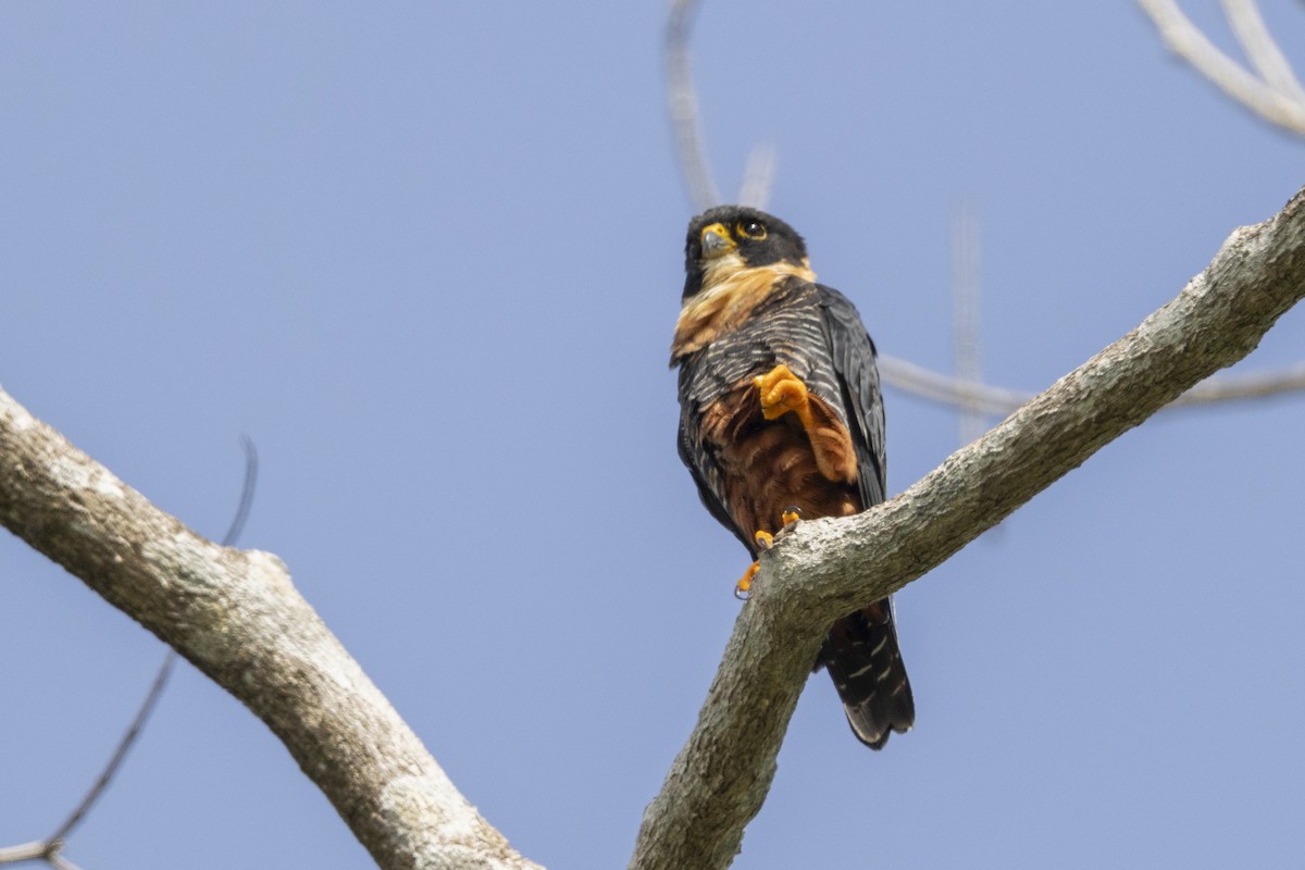 Bat Falcon - ML641829294