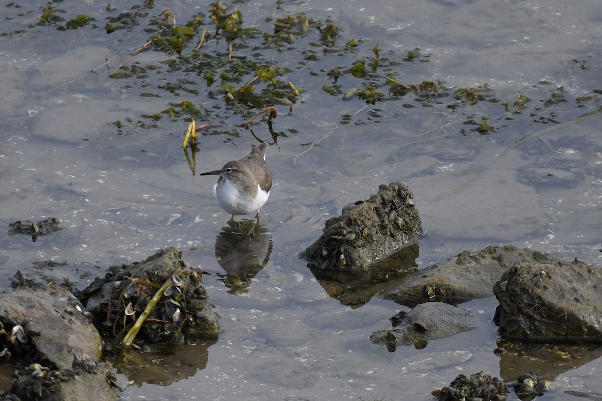 Spotted Sandpiper - ML641829295