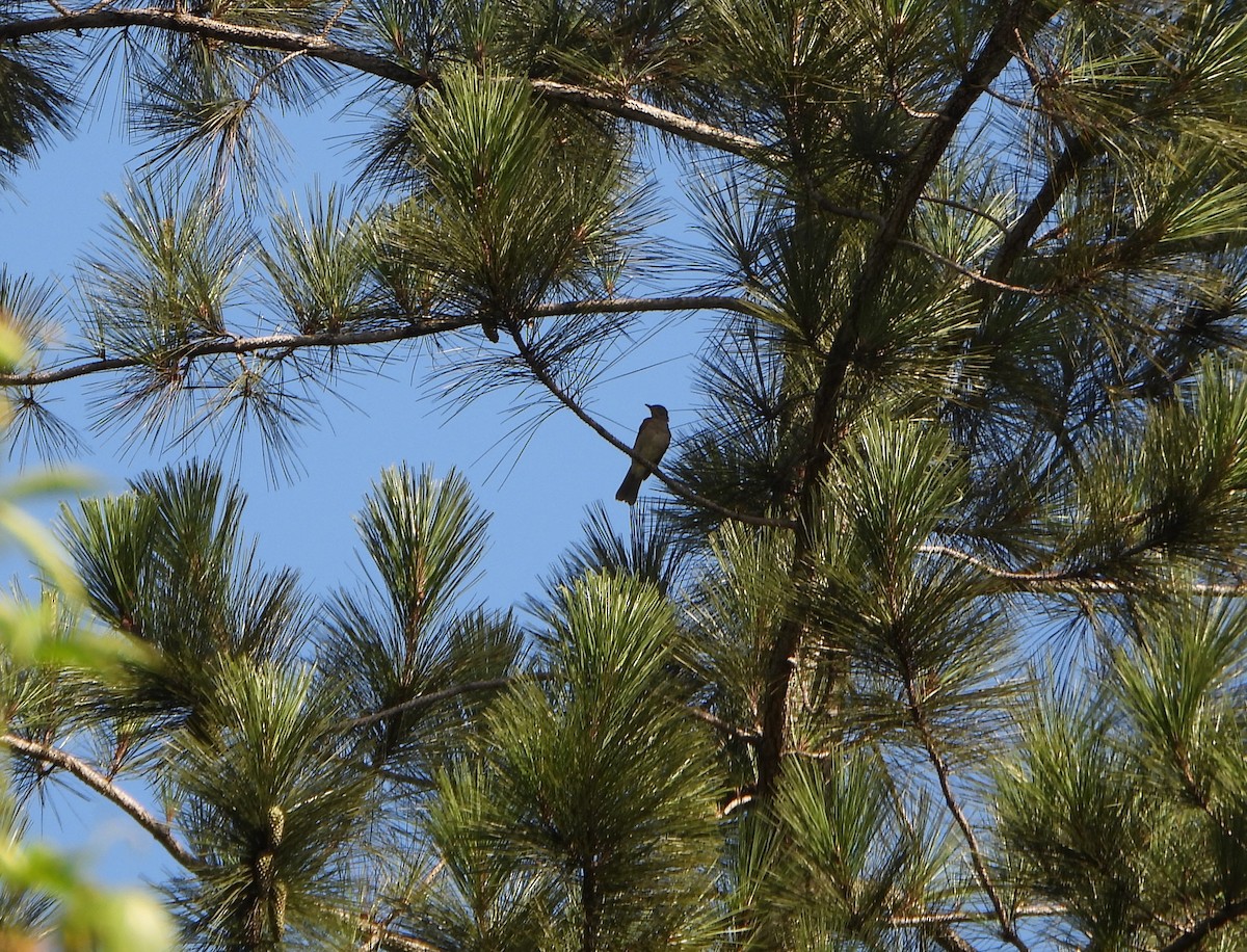 Pale-breasted Thrush - ML641829296