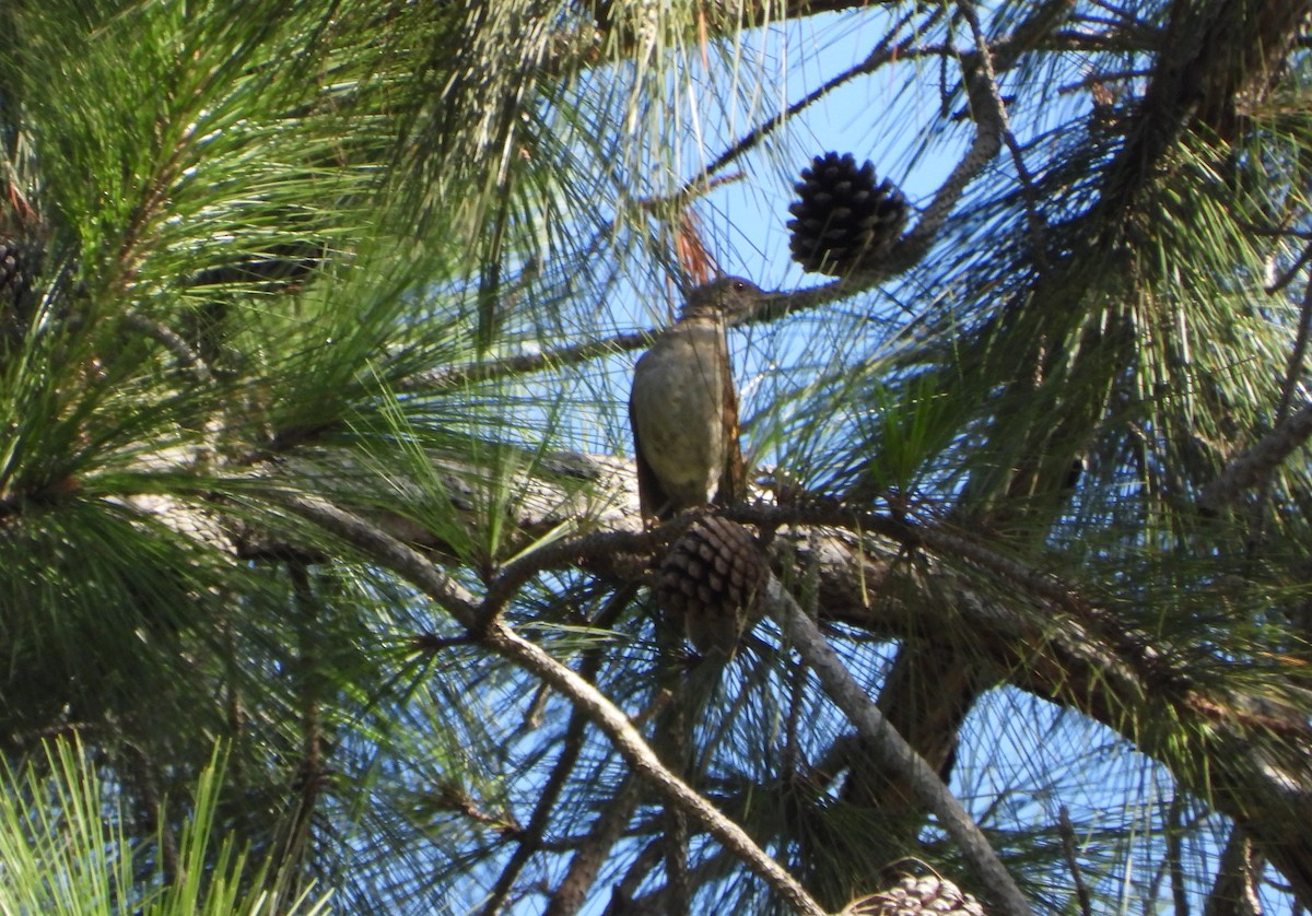 Pale-breasted Thrush - ML641829297