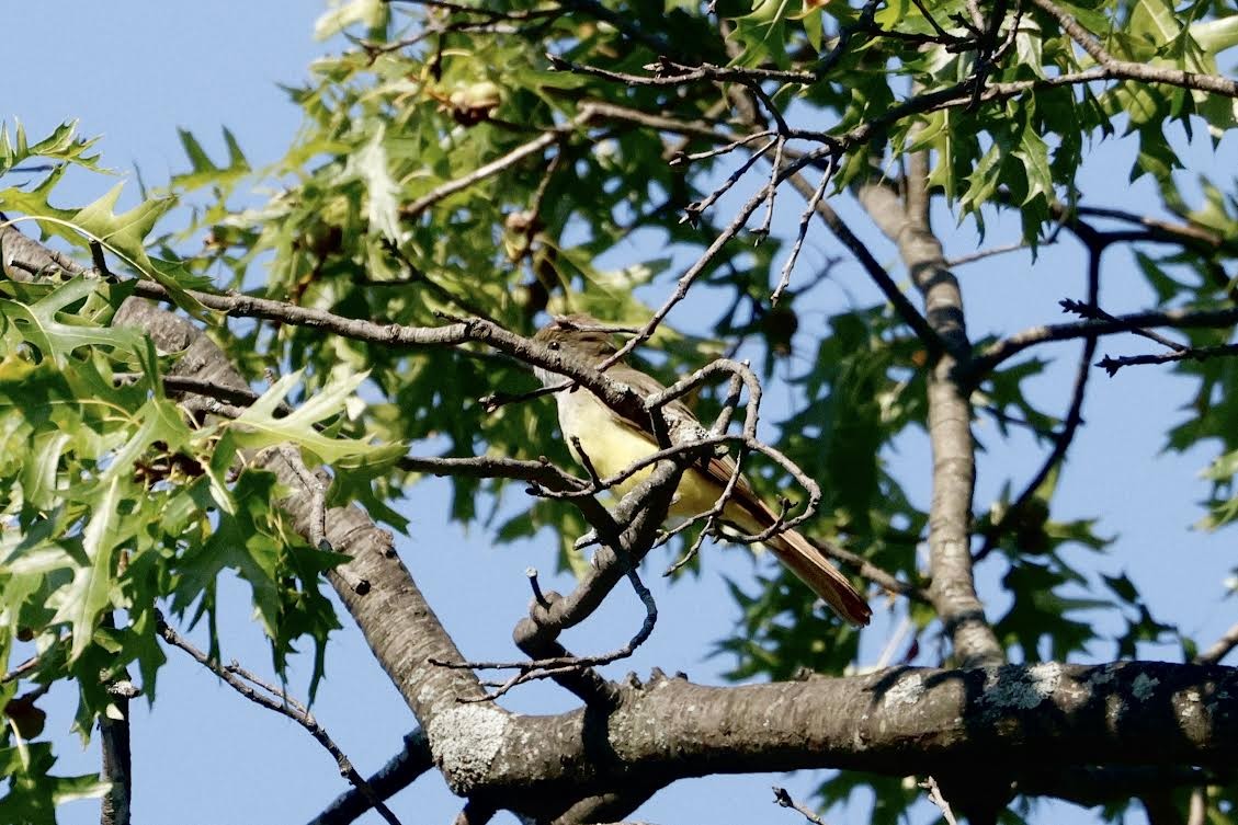 Great Crested Flycatcher - ML641829299