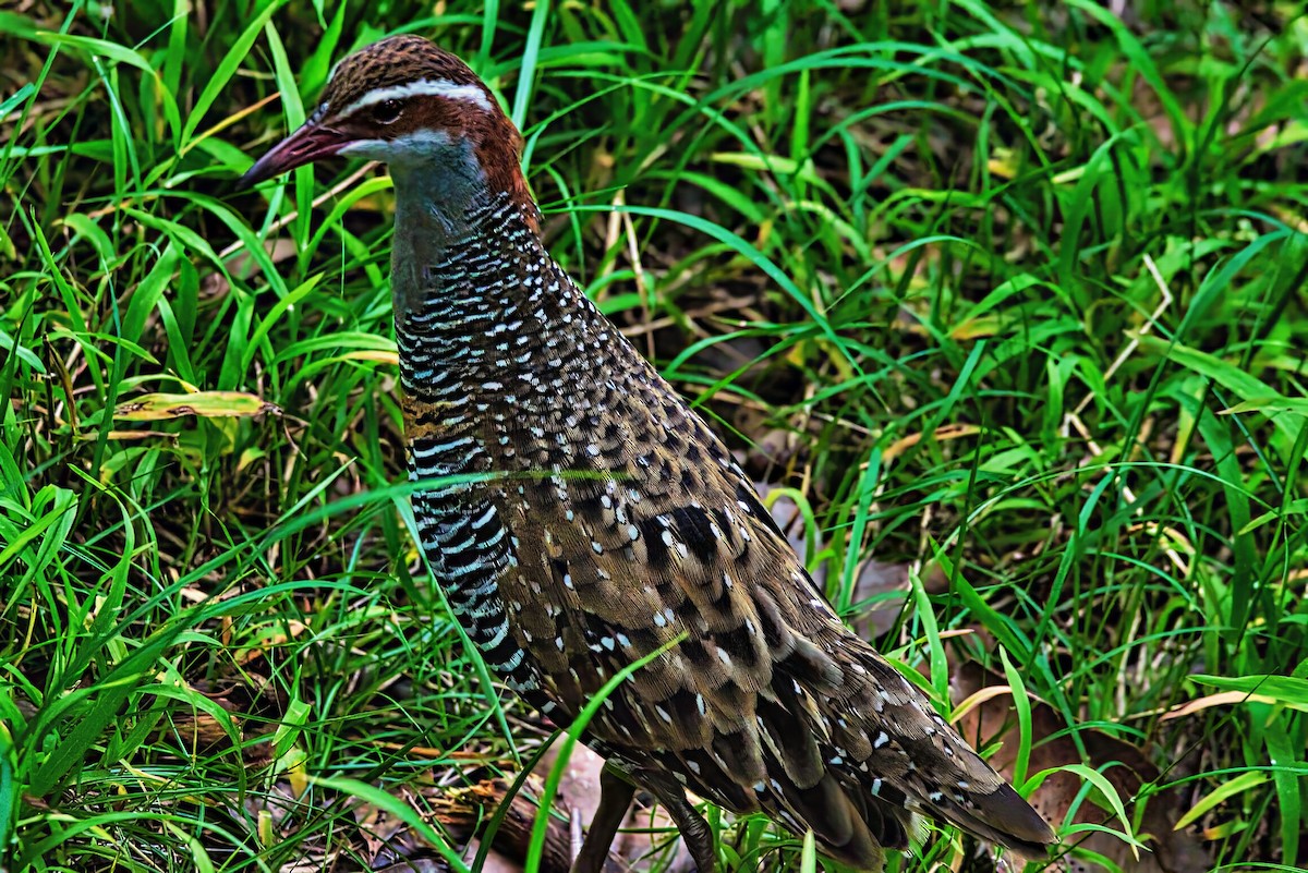 Buff-banded Rail - ML641829300