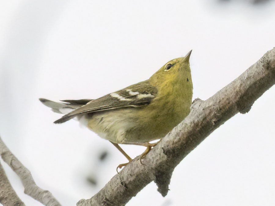 Blackpoll Warbler - ML641829301