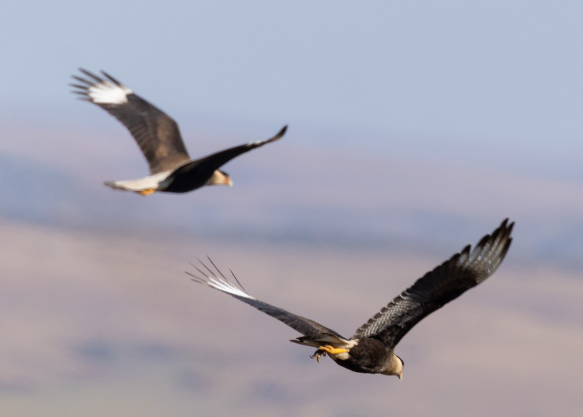 Crested Caracara - ML641829303
