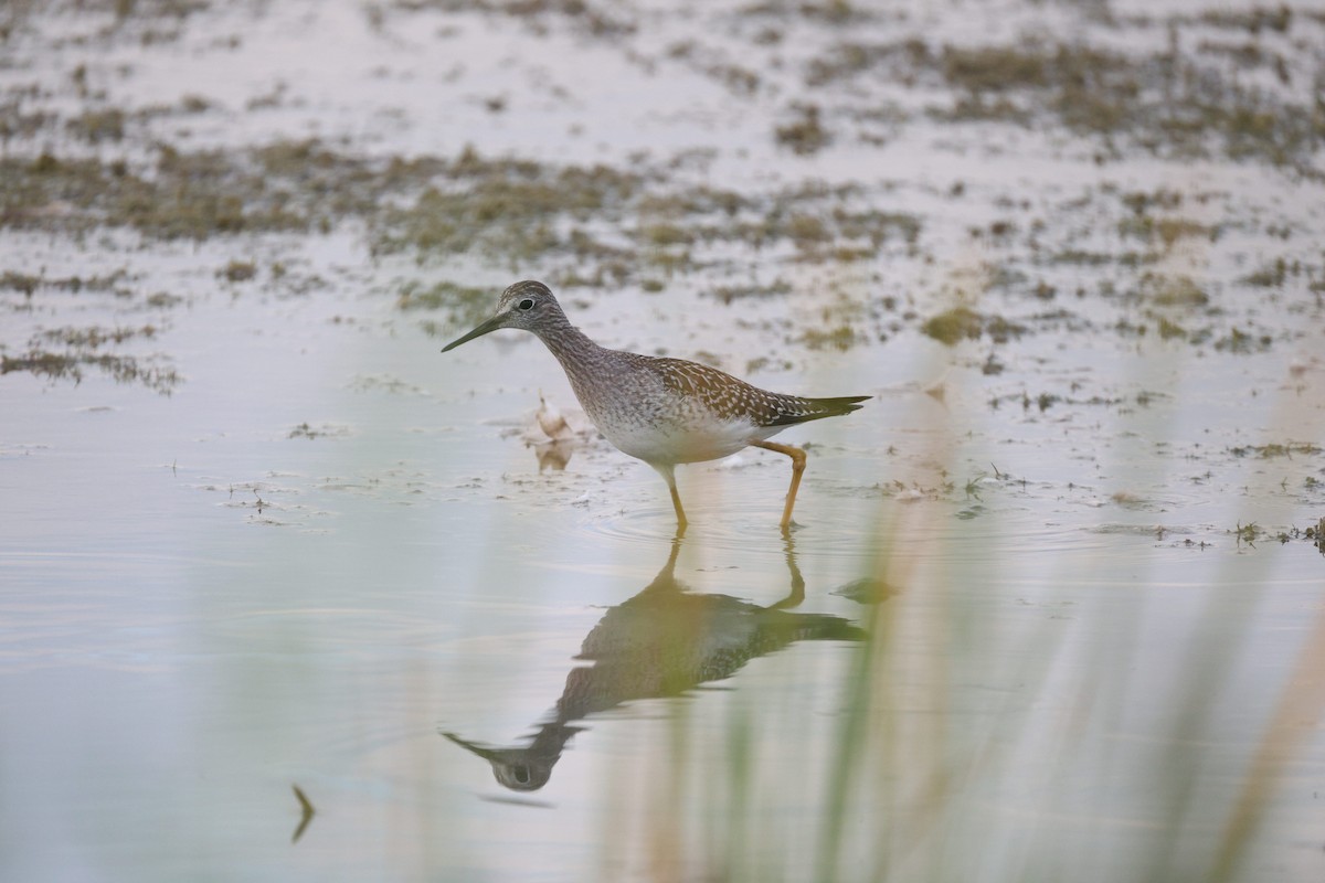 Lesser Yellowlegs - ML641829305