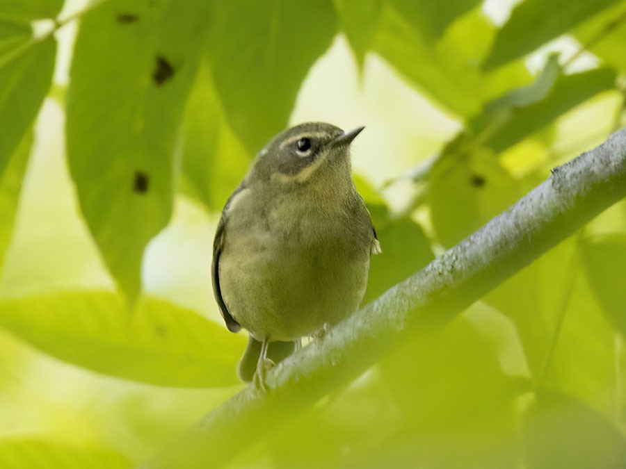 Black-throated Blue Warbler - ML641829308