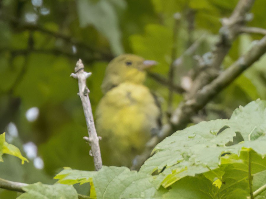Scarlet Tanager - ML641829321