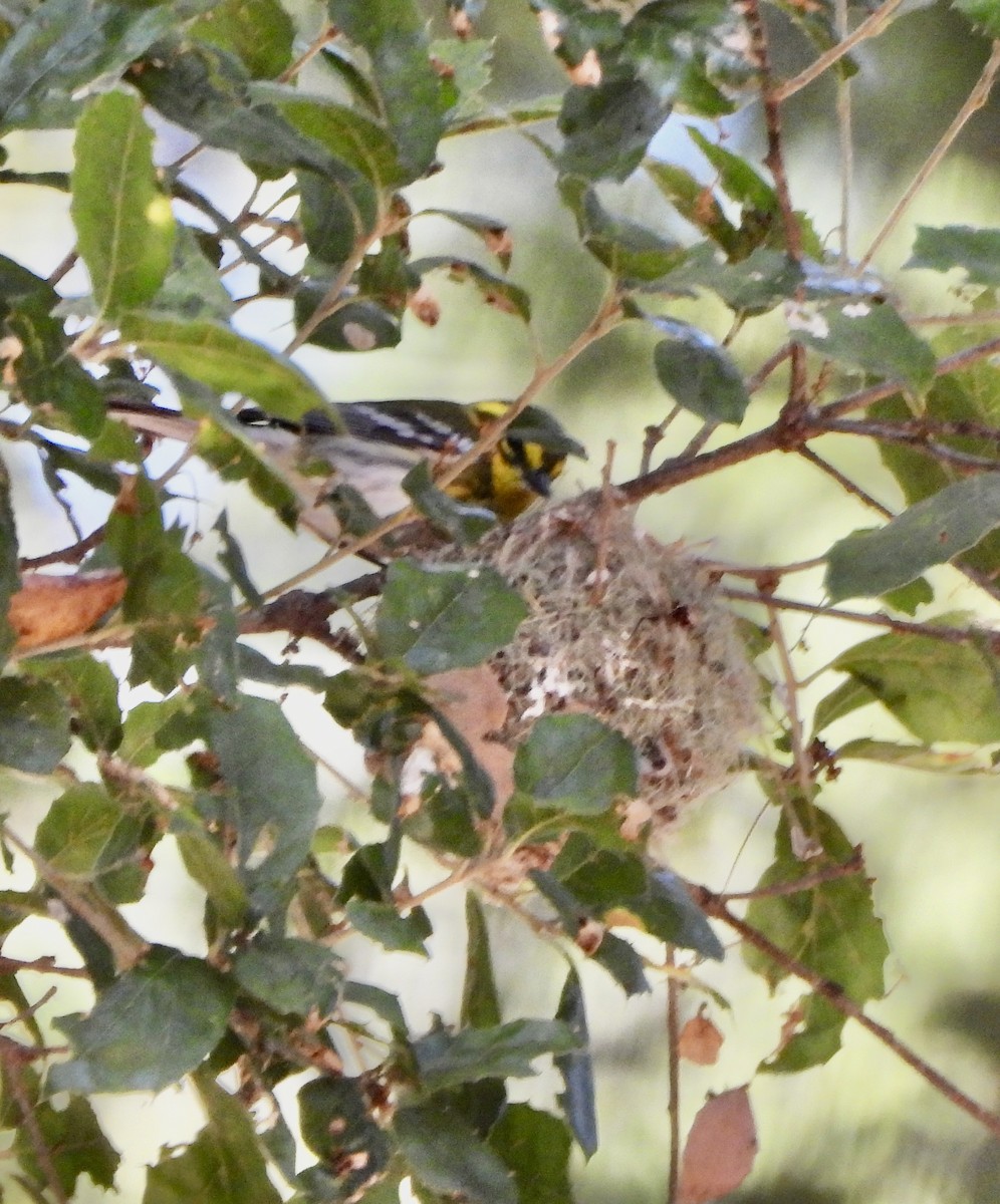 Townsend's Warbler - ML641829322