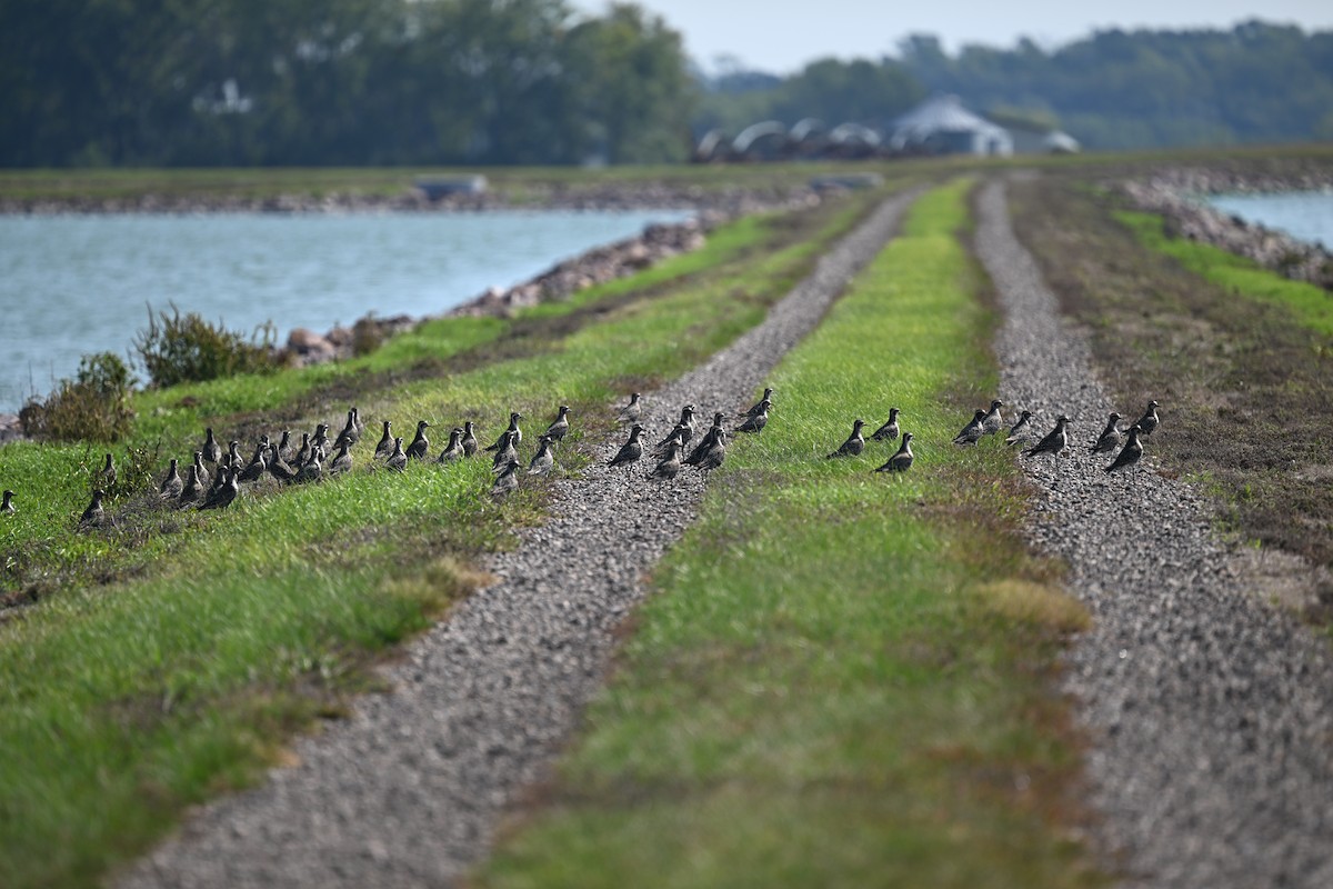 American Golden-Plover - ML641829325
