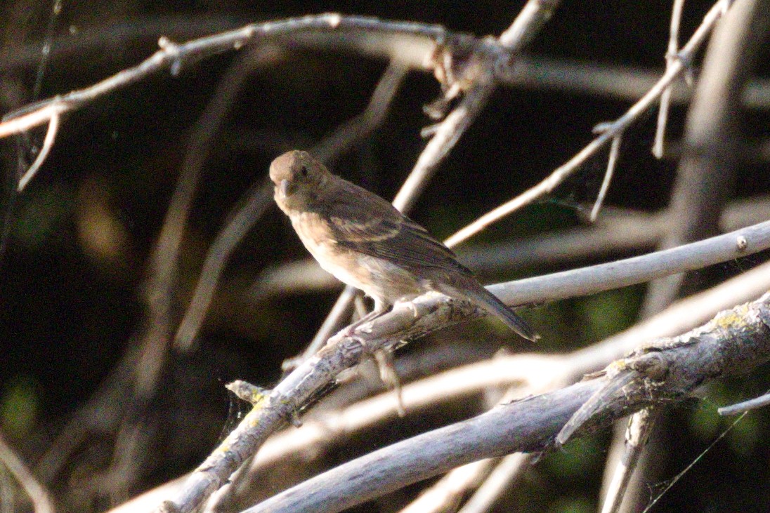 Indigo Bunting - ML641829326