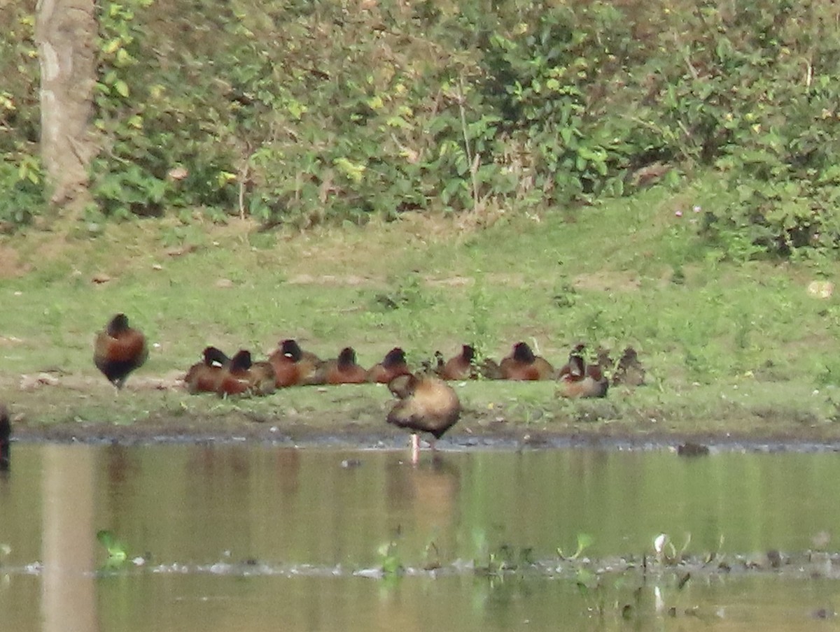 White-faced Whistling-Duck - ML641829328