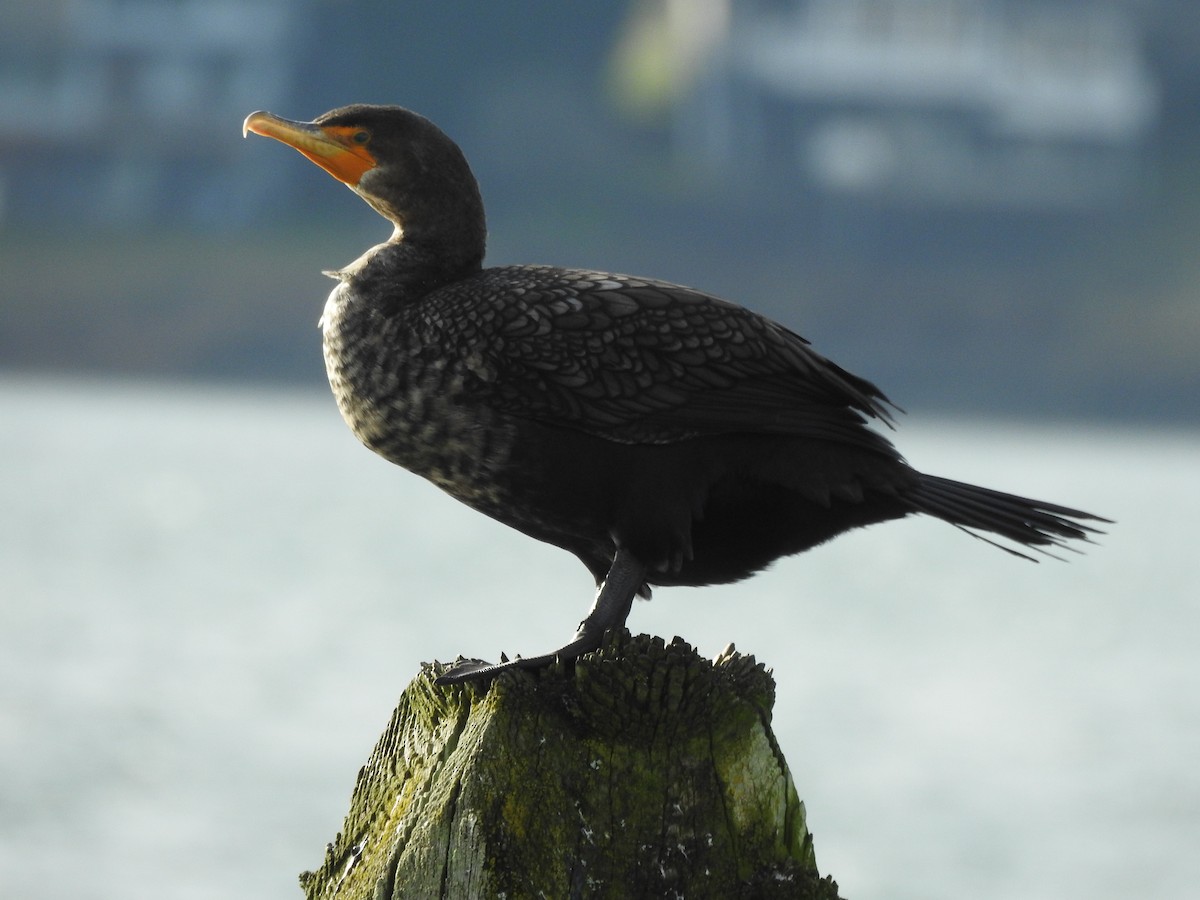 Double-crested Cormorant - ML641829329