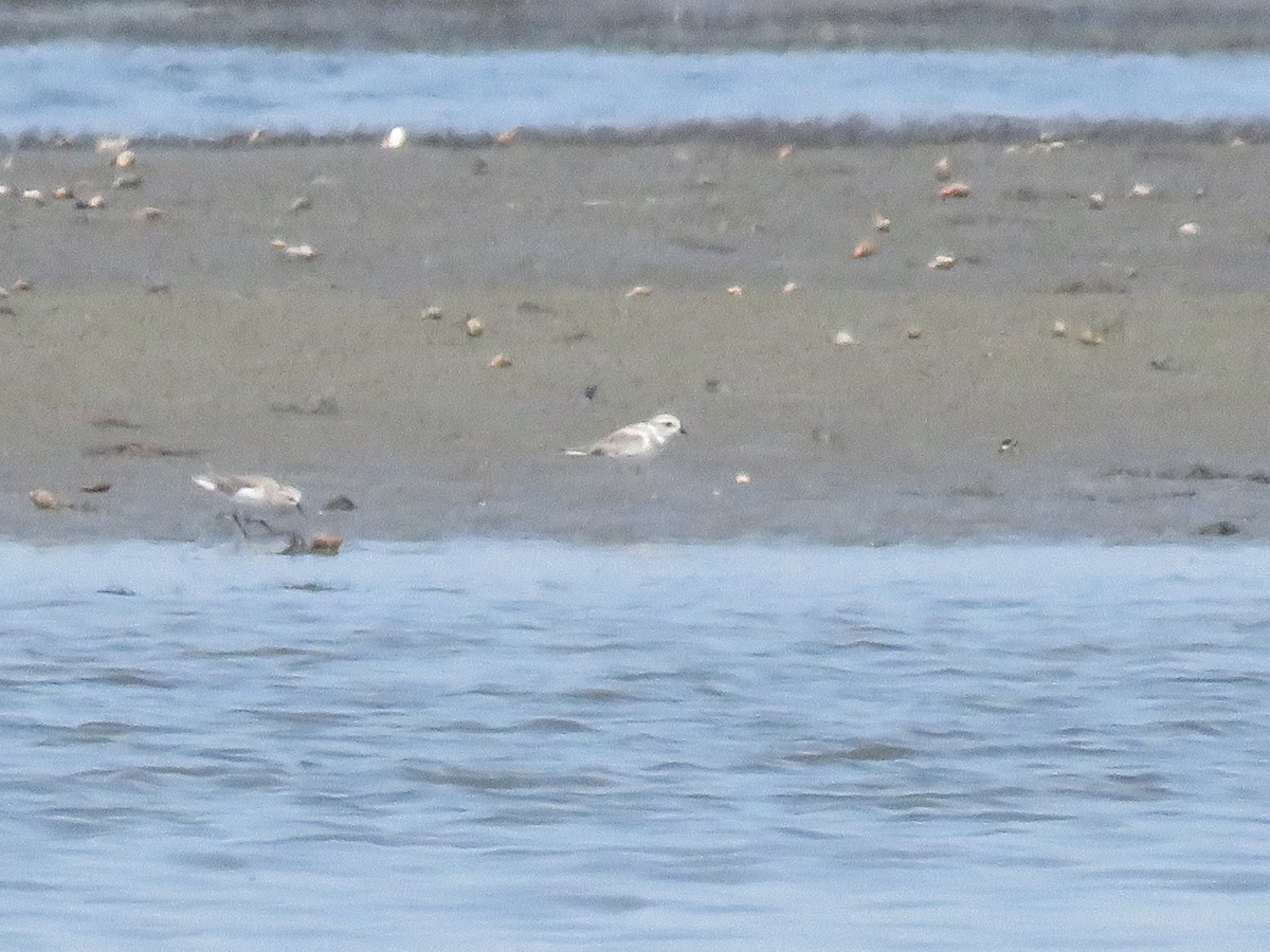 Snowy Plover - ML641829330