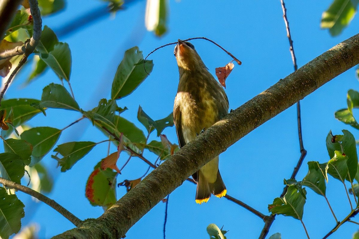Cedar Waxwing - ML641829331