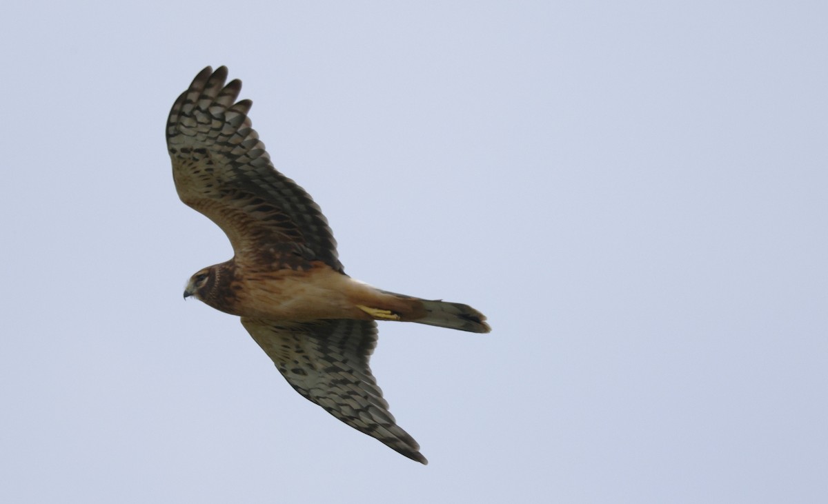 Northern Harrier - ML641829332