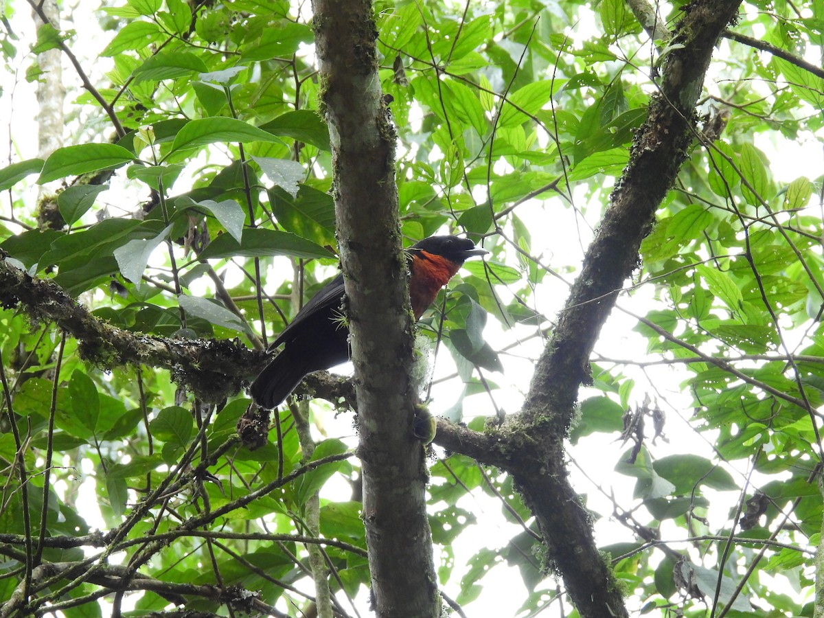 Red-ruffed Fruitcrow - ML641829333