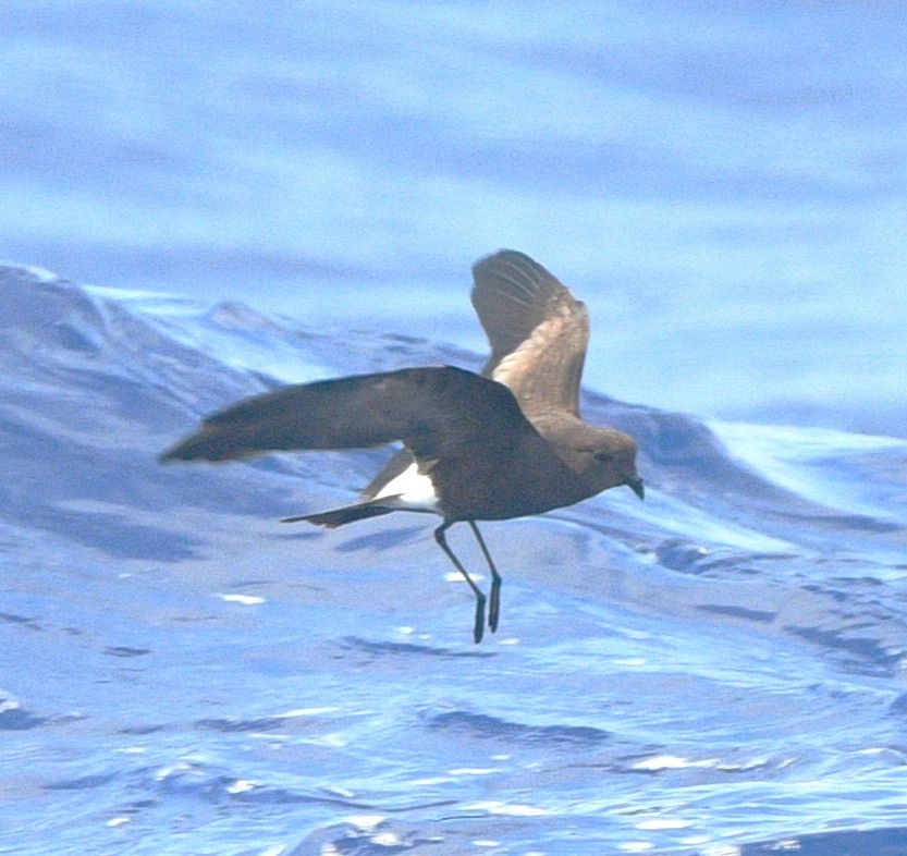 Wilson's Storm-Petrel - ML641829334