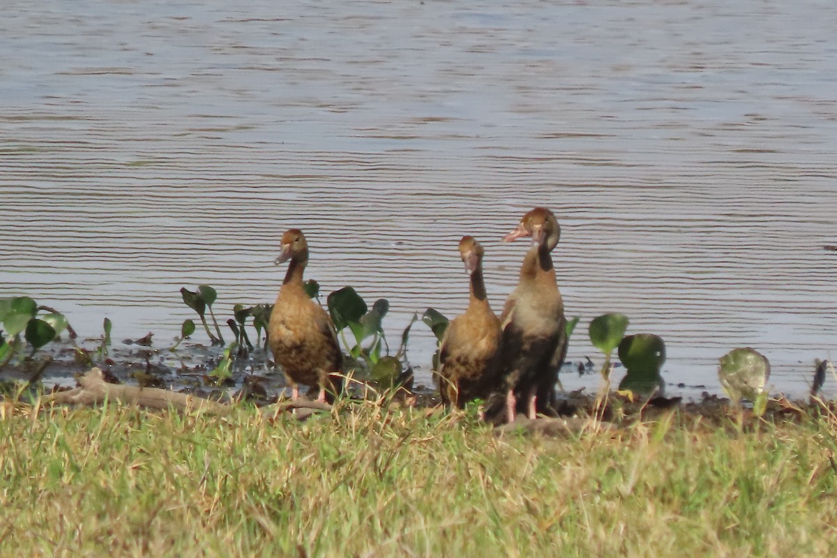 Black-bellied Whistling-Duck - ML641829338
