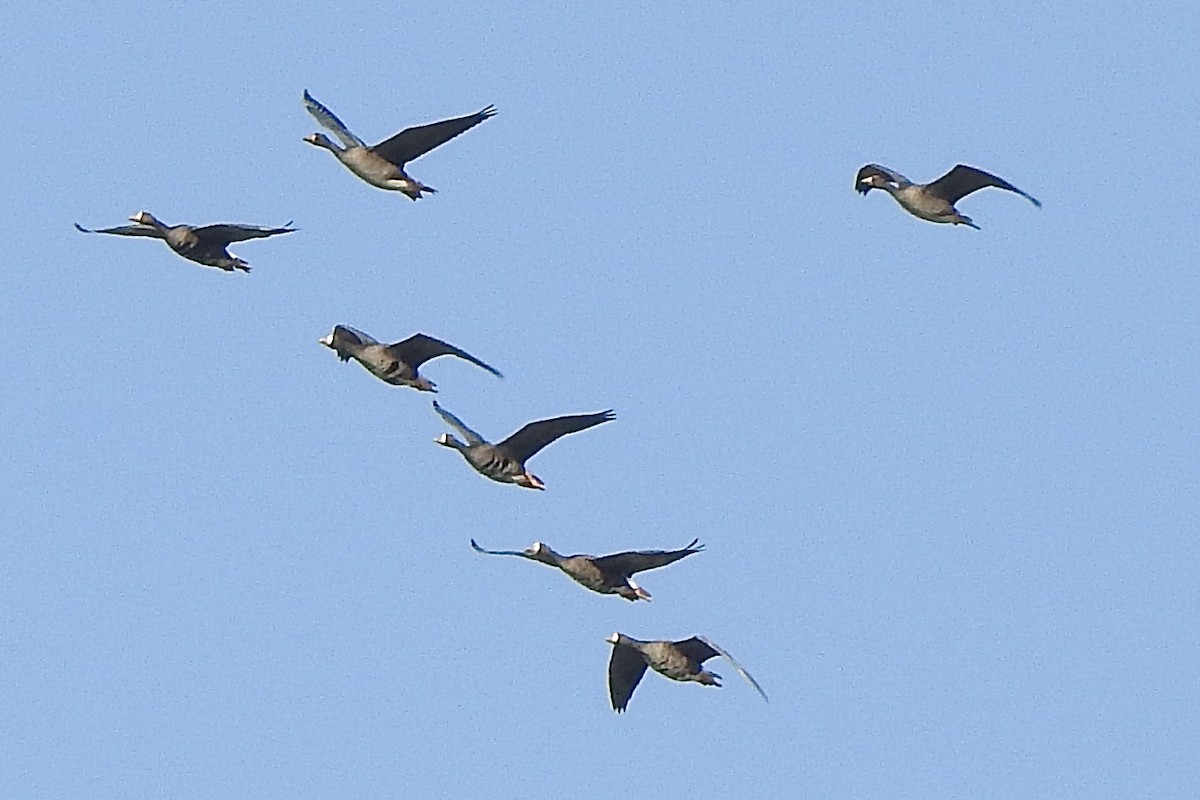 Манхин галуу - ML641829350