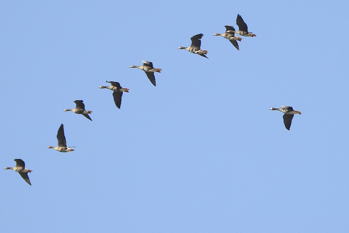 Манхин галуу - ML641829351