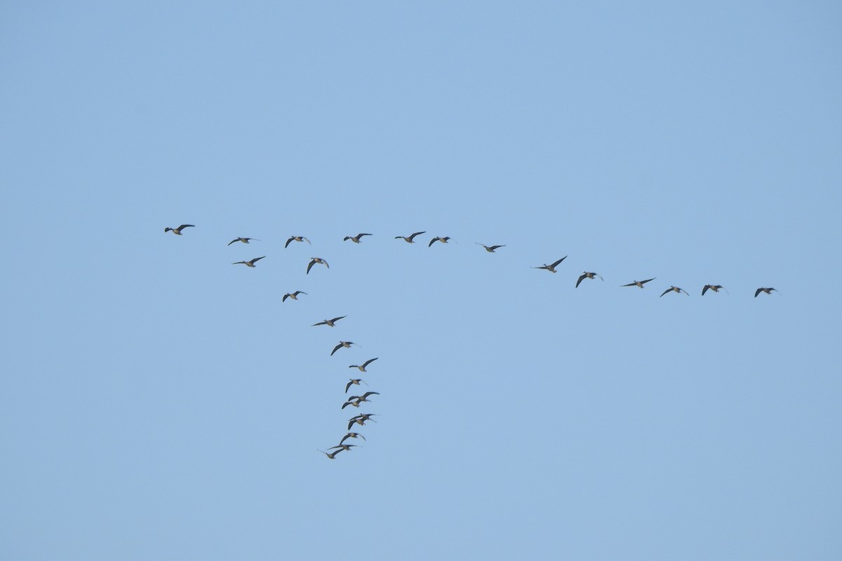 Манхин галуу - ML641829352