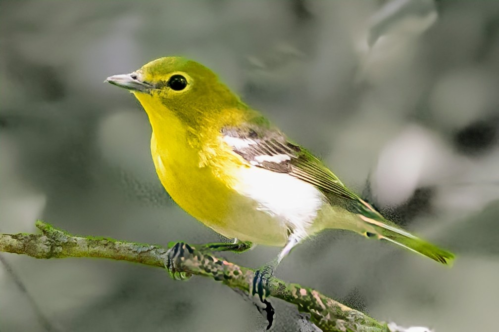 Sarı Gerdanlı Vireo - ML641829381