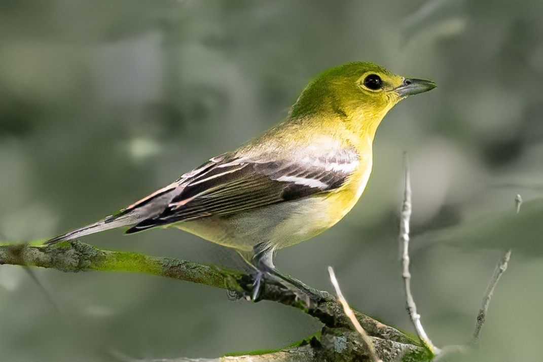 Sarı Gerdanlı Vireo - ML641829382