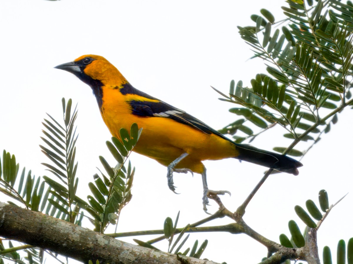 Altamira Oriole - ML641829390
