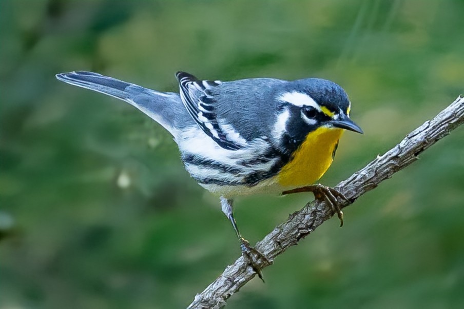 Goldkehl-Waldsänger - ML641829394