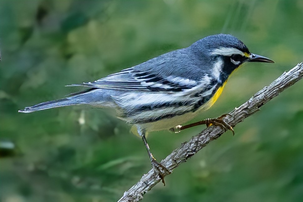 Goldkehl-Waldsänger - ML641829395