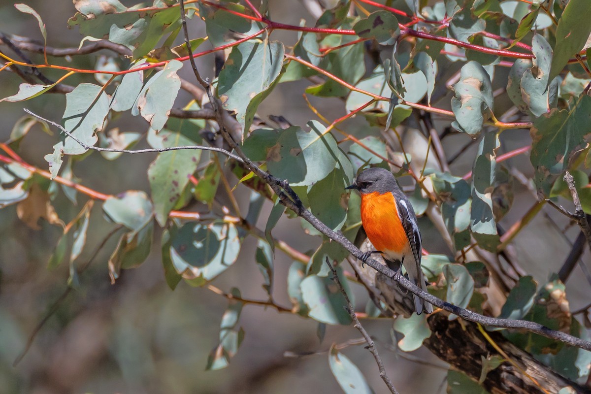 Flame Robin - ML641829397