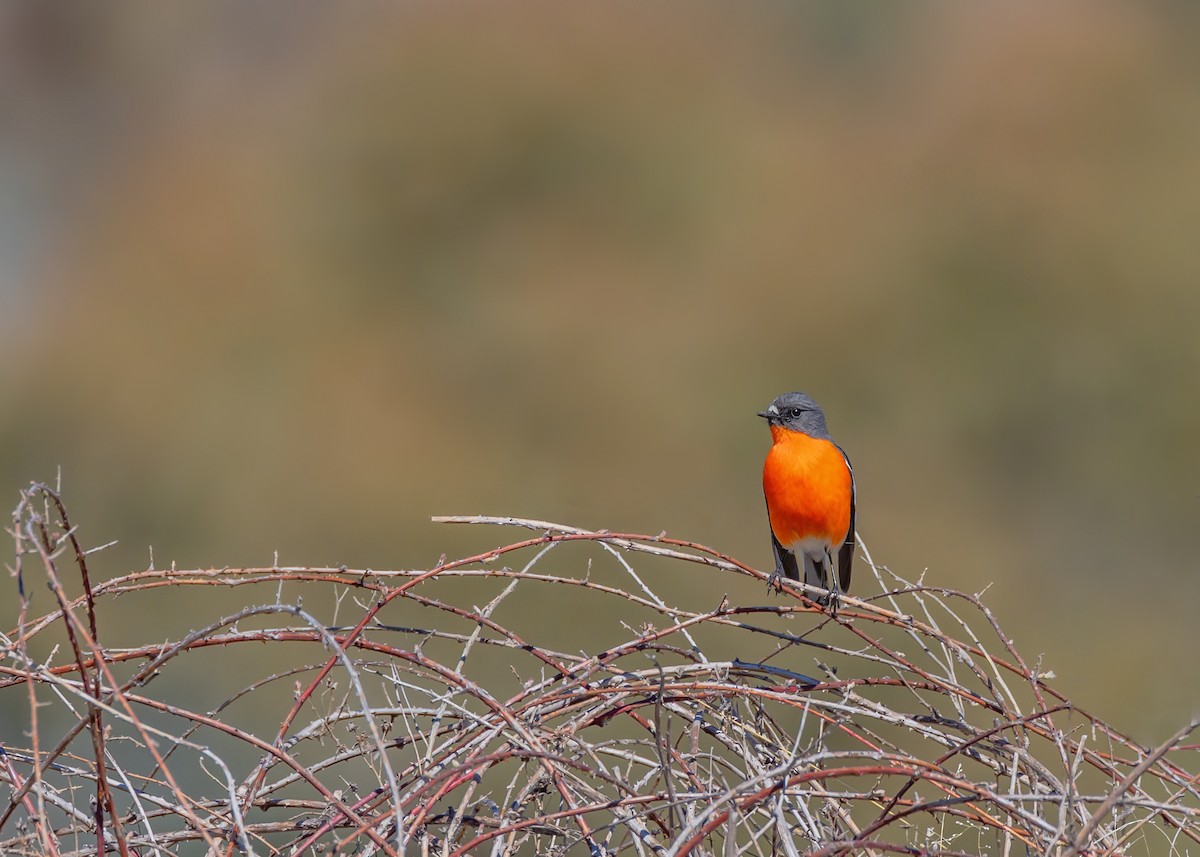 Flame Robin - ML641829398