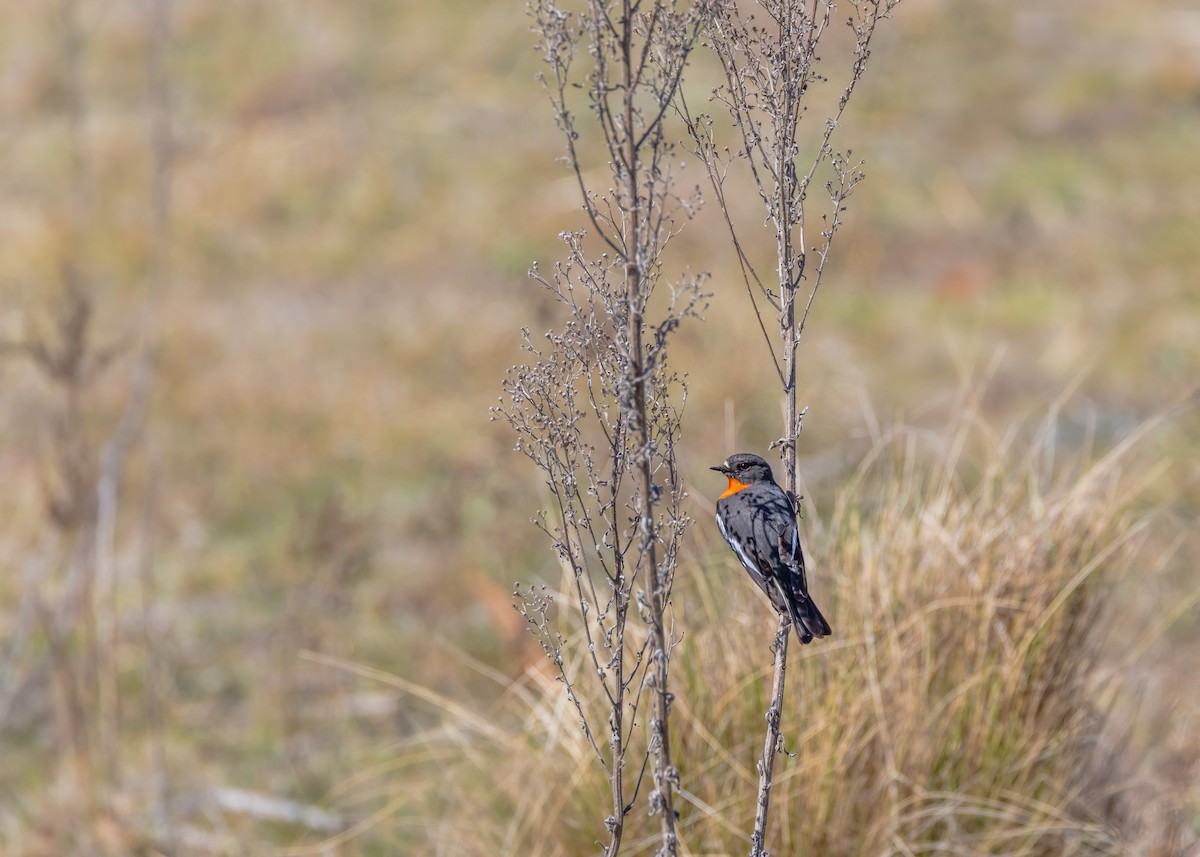 Flame Robin - ML641829401