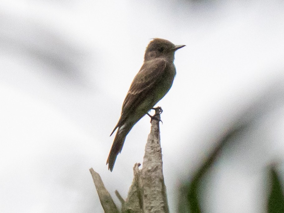 Western Wood-Pewee - ML641829405