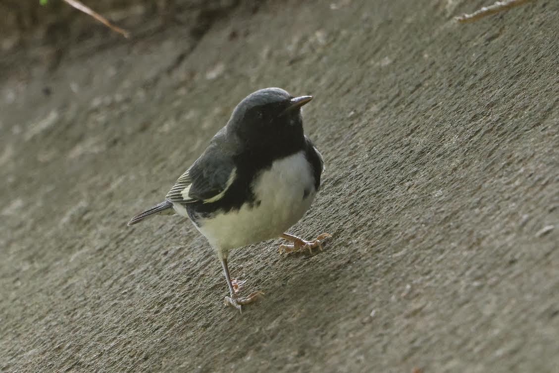 Black-throated Blue Warbler - ML641829437