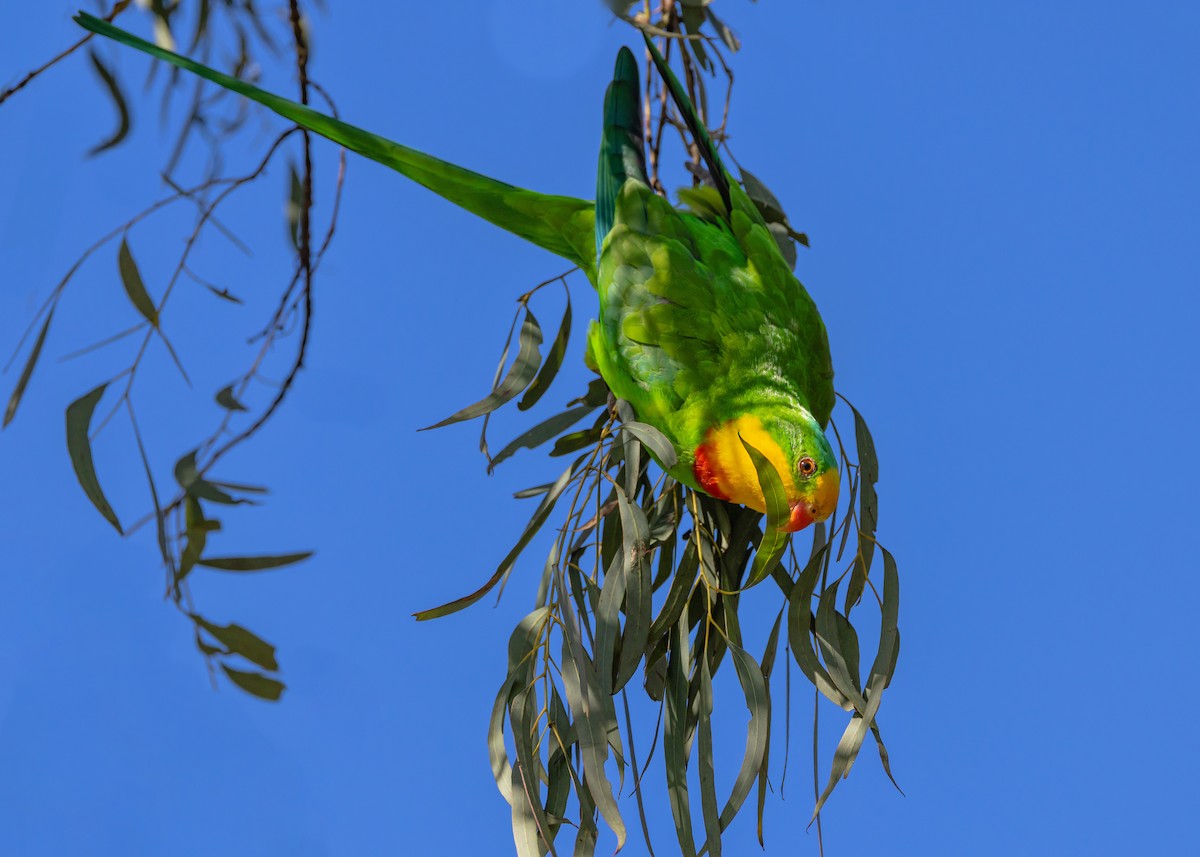 Superb Parrot - ML641829458