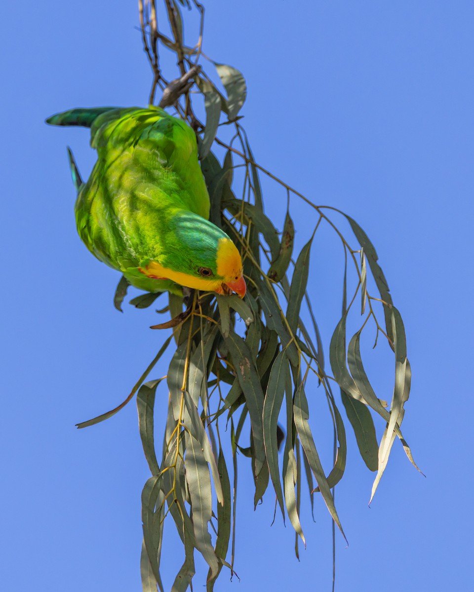 Superb Parrot - ML641829459